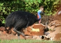 SOUTH-CASSOWARY-MB.jpg