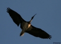 Filename=STRAW-NECKED-IBIS-BARMA.jpg
Filesize=25KiB
Dimensions=700x500
Date added=Feb 17, 2008 STRAW-NECKED-IBIS-BARMA.jpg