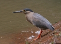 STRIATED-HERON-CAIRNS.jpg