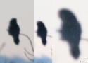 Filename=STRNEB-IV-23_3_09.jpg
Filesize=116KiB
Dimensions=700x500
Date added=Mar 23, 2009 STRNEB-IV-23_3_09.jpg