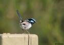 SUPERB-FAIRYWREN--L-GUY.jpg