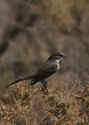 Sage-Sparrow-U.jpg