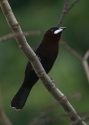 Filename=Silver-beaked-Tanager.jpg
Filesize=183KiB
Dimensions=500x700
Date added=Jul 12, 2010 Silver-beaked-Tanager.jpg