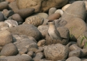 Filename=Small-Pratincole-INDIAw.jpg
Filesize=98KiB
Dimensions=700x500
Date added=Jun 07, 2010 Small-Pratincole-INDIAw.jpg
