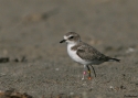 Snowy-Plover.jpg