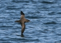 Filename=Sooty-ShW-USA2.jpg
Filesize=107KiB
Dimensions=700x500
Date added=Nov 11, 2008 Sooty-ShW-USA2.jpg