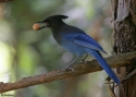 Filename=Stellers-Jay-.jpg
Filesize=69KiB
Dimensions=700x500
Date added=Nov 11, 2008 Stellers-Jay-.jpg