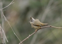 Stripe-throated-Yuhina-INw.jpg