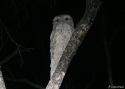 Filename=TAWNY-FROGMOUTH-LDNp.jpg
Filesize=43KiB
Dimensions=700x500
Date added=Feb 17, 2008 TAWNY-FROGMOUTH-LDNp.jpg