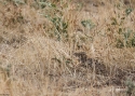 Filename=TETRAX-HISPAANIA-2014w.jpg
Filesize=452KiB
Dimensions=700x500
Date added=Aug 09, 2014 TETRAX-HISPAANIA-2014w.jpg