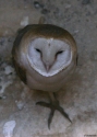 Filename=TYTALB-IISRAELs.jpg
Filesize=105KiB
Dimensions=500x700
Date added=Dec 31, 2008 TYTALB-IISRAELs.jpg