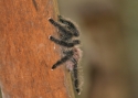 Filename=Tarantel.jpg
Filesize=198KiB
Dimensions=700x500
Date added=Jul 12, 2010 Tarantel.jpg
