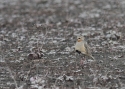 Filename=Tawny-throated-dotterel-PER.jpg
Filesize=228KiB
Dimensions=700x500
Date added=Feb 04, 2015 Tawny-throated-dotterel-PER.jpg