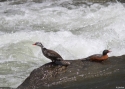Filename=Torrent-duck-PERUU-2014.jpg
Filesize=197KiB
Dimensions=700x500
Date added=Feb 04, 2015 Torrent-duck-PERUU-2014.jpg