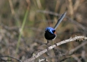 VARIEGATED-FAIRYWREN-LDN.jpg