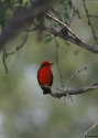 Filename=Vermilion-Fc.jpg
Filesize=72KiB
Dimensions=500x700
Date added=Nov 11, 2008 Vermilion-Fc.jpg