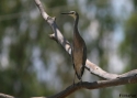 WHITE-FACED-HERON-KERANG.jpg