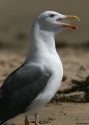 Western-Gull-U.jpg