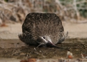 Filename=Whimbrel-USA20.jpg
Filesize=74KiB
Dimensions=700x500
Date added=Nov 11, 2008 Whimbrel-USA20.jpg