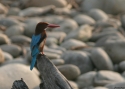 Filename=White-throated-Kingfisher-I.jpg
Filesize=73KiB
Dimensions=700x500
Date added=Jun 07, 2010 White-throated-Kingfisher-I.jpg