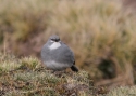 White-winged-diuca-finch-PE.jpg