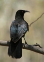 WhitewingedChough-Nhill.jpg