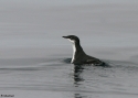 Xanth-Murrelet.jpg