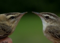 Filename=acrsch_v6rdl2.jpg
Filesize=218KiB
Dimensions=700x500
Date added=Aug 07, 2015 acrsch_v6rdl2.jpg