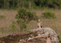 Filename=asifla_pakri.jpg
Filesize=303KiB
Dimensions=700x500
Date added=Jun 19, 2016 asifla_pakri.jpg