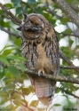 Filename=asiotu.jpg
Filesize=362KiB
Dimensions=500x700
Date added=Jun 19, 2016 asiotu.jpg