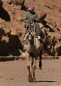 Filename=camel_1_10-216.jpg
Filesize=97KiB
Dimensions=500x700
Date added=Jan 27, 2010 camel_1_10-216.jpg