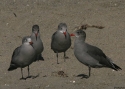 cwHeermans-Gull-USA2008.jpg