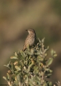 Filename=cwSage-Thrasher.jpg
Filesize=48KiB
Dimensions=500x700
Date added=Jan 07, 2010 cwSage-Thrasher.jpg