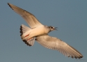 Filename=hydmin_2a.jpg
Filesize=220KiB
Dimensions=700x500
Date added=May 31, 2015 hydmin_2a.jpg