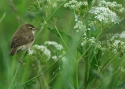 Filename=iducal_raiste170612.JPG
Filesize=255KiB
Dimensions=700x500
Date added=Jun 23, 2012 iducal_raiste170612.JPG