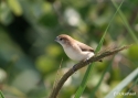 Filename=ind-silverbill-fra-4_8_07.jpg
Filesize=50KiB
Dimensions=700x500
Date added=Aug 20, 2007 ind-silverbill-fra-4_8_07.jpg