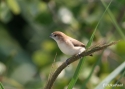 ind-silverbill-fra-4_8_07.jpg