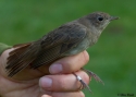 Filename=luslus1a_vaibla_7_8_15.jpg
Filesize=230KiB
Dimensions=700x500
Date added=Aug 08, 2015 luslus1a_vaibla_7_8_15.jpg