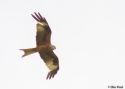 Filename=milmil_sooblase_17_7_15.jpg
Filesize=131KiB
Dimensions=700x500
Date added=Jul 17, 2015 milmil_sooblase_17_7_15.jpg