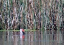 Filename=netruf-haaslava-26_7_2014-3.jpg
Filesize=257KiB
Dimensions=700x500
Date added=Jul 26, 2014 netruf-haaslava-26_7_2014-3.jpg