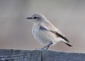 Filename=oenisa_JNordblad_.jpg
Filesize=129KiB
Dimensions=700x500
Date added=Sep 27, 2013 oenisa_JNordblad_.jpg