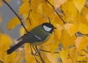 Filename=parmaj_2015.jpg
Filesize=318KiB
Dimensions=700x500
Date added=Oct 26, 2015 parmaj_2015.jpg