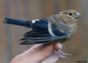 Filename=pyrula_vaibla_5_8_2015.jpg
Filesize=258KiB
Dimensions=700x500
Date added=Aug 05, 2015 pyrula_vaibla_5_8_2015.jpg