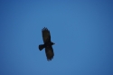 Filename=r_IGP1119.JPG
Filesize=1011KiB
Dimensions=1742x1166
Date added=Apr 21, 2009 r_IGP1119.JPG