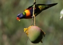 rainbow-lorikeet-r.jpg