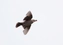 Filename=roosa1.jpg
Filesize=144KiB
Dimensions=700x500
Date added=Oct 28, 2014 roosa1.jpg