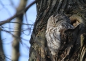 Filename=stralu5.jpg
Filesize=358KiB
Dimensions=700x500
Date added=Mar 22, 2015 stralu5.jpg
