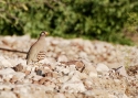 Filename=tv_aleruf.JPG
Filesize=256KiB
Dimensions=700x500
Date added=Mar 20, 2013 tv_aleruf.JPG