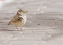 Filename=tv_desertlark.JPG
Filesize=188KiB
Dimensions=700x499
Date added=Mar 20, 2013 tv_desertlark.JPG
