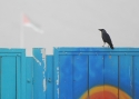 Filename=tv_housecrow.JPG
Filesize=186KiB
Dimensions=700x499
Date added=Mar 20, 2013 tv_housecrow.JPG